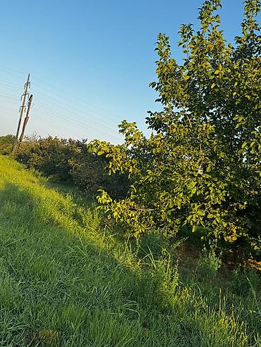 yeni əmlak az: 237 sot, Kənd təsərrüfatı, Mülkiyyətçi, Kupça (Çıxarış) — 9
