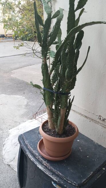 otaq qaplari: "Opuntia monokantha" otaq bitkisi