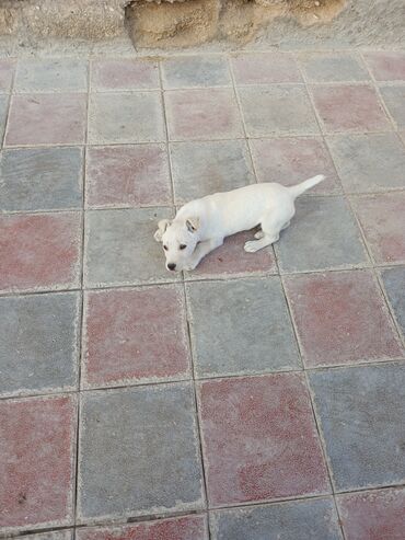 İtlər: Balaca, krem rəngli it balası Xüsusiyyətlər: - Ağımtıl/krem rəngli — 9