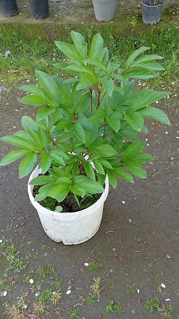 kalina bitkisi: Pion (Paeonia) kolu – qapda əkilmiş - Bitki: çoxillik pion kolu - — 1