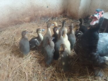 Ördəklər: Lal ördek balaları 1 ana 13 bala 3 heftelikdiler aqır çekili rengleri — 1