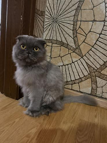 sinsila pisiyi: Şotland yastı qulaq, Erkək, Yaxşı əllərə, Ünvandan götürmə — 1
