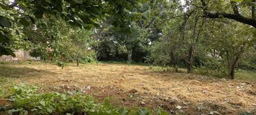 Torpaq sahələrinin satışı: Kənd təsərrüfatı — 5