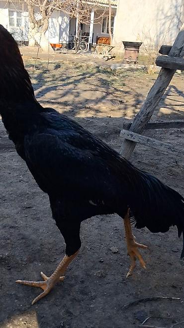 Куры, петухи: Продаю | Петух | Бойцовая | Для разведения — 10