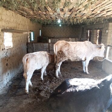 Коровы, быки: Продаю | Корова (самка) | Для молока | Привязанные — 10