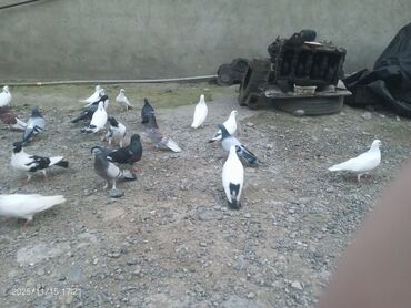 Göyərçinlər: Məhsul: Güvənçinlər (xüsusi uçuş və rəng çeşidləri) Təsvir: - — 8