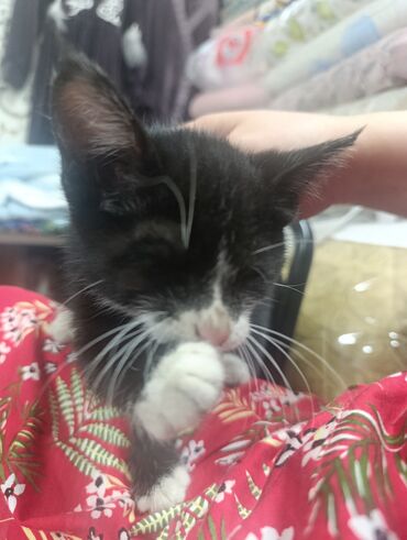 маленькие котики купить: Продается домашняя кошка
