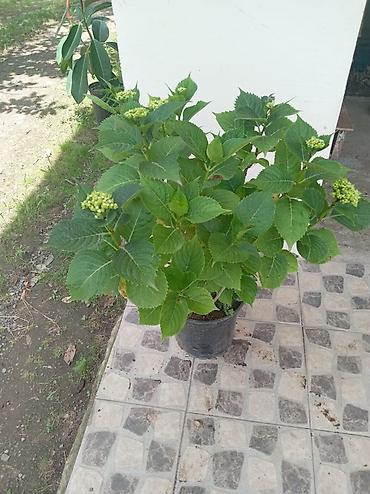 kalina bitkisi: Məhsul: Saksıda hortenziya (Hydrangea macrophylla) Təsvir: - Geniş — 2