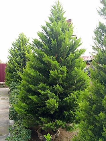 nar agacı: Hündür, sıx taclı həmişəyaşıl kiparis (tuya tipli iynəyarpaq). Bağ — 1