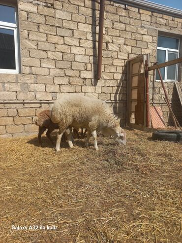 Qoyunlar, qoçlar: Fermada yetişdirilmiş, müxtəlif rənglərdə olan qoyunlar. Sağlam və — 10