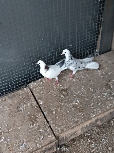 Göyərçinlər: Şəkillərin hamısına baxın. hər cinsdə quşlar satılır . qiymət biri — 24