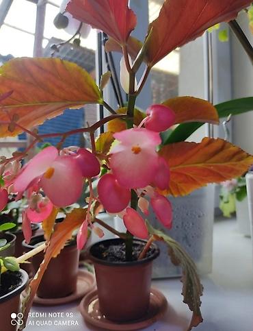 Другой декор и предметы интерьера: Цветы распродажа от 100 сом остатки до 1300 сом. Живу рядом с Дордой — 23