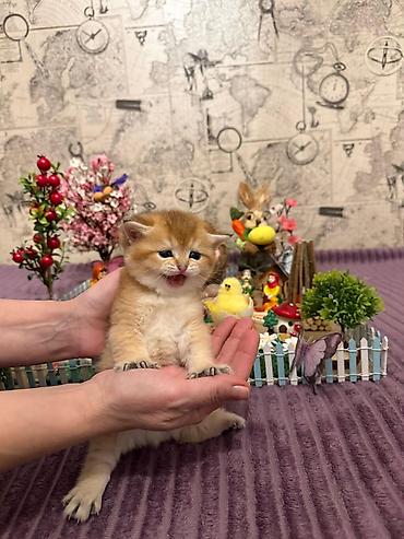 Pişiklər: Britan, Erkək, Dişi, Yaxşı əllərə, Ünvandan götürmə, Pulsuz çatdırılma, Ödənişli çatdırılma — 9