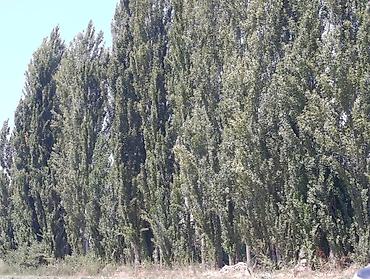 grass химия: Саженцы — 3