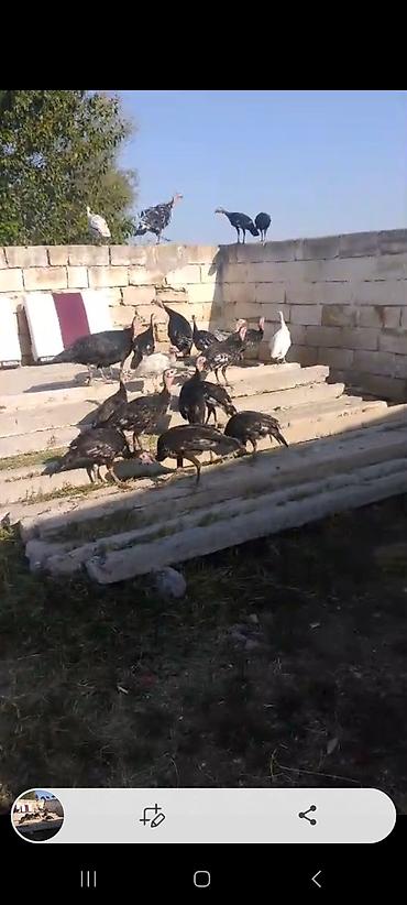kənd toyuq: 3ayliq 2.300 kq 20 denedianalari ile satilmasi mumkundur real aliciya — 2