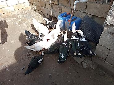 Ördəklər: Dişi, | Lal ördək, Ətlik — 7