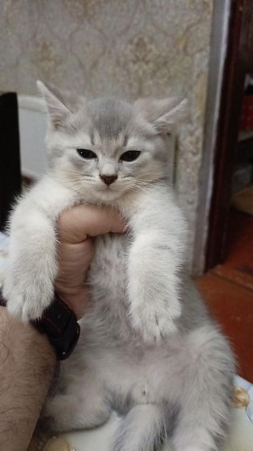 Şinşilla