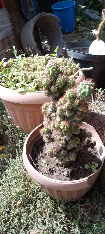 Кактусы: Продам кактусы — 9