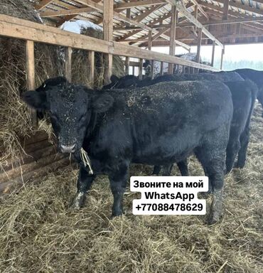 Коровы, быки: Продаю | Корова (самка), Бык (самец), Тёлка | Полукровка, Ангус, Герефорд | На откорм, На забой, Для разведения | Племенные, Осеменитель, Стельные