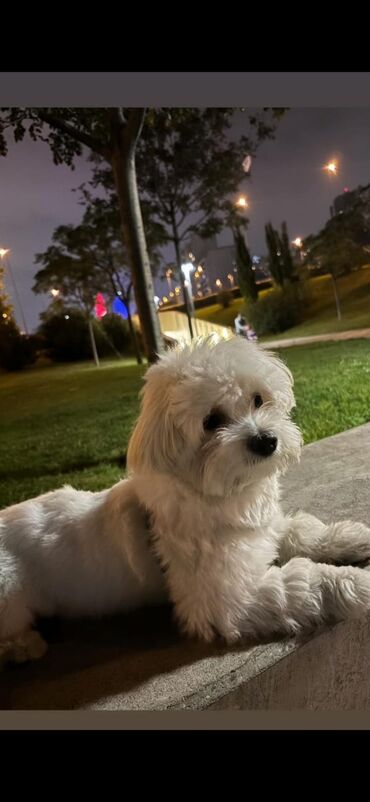 собака в добрые руки: Мальтийская болонка, 8 месяцев, Самец, С прививками, Платная доставка