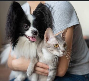 массаж на дому в баку: Передержка животных.🐈🐶🐇🦜 Присмотрим за вашими питомцами: собаки