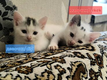 продажа домашних животных: Самец, Самка, В добрые руки