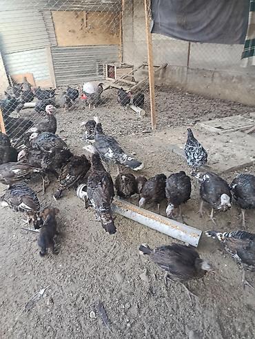 Продам с/х животных: Продаю | Индюшата | Северокавказская | На забой — 2