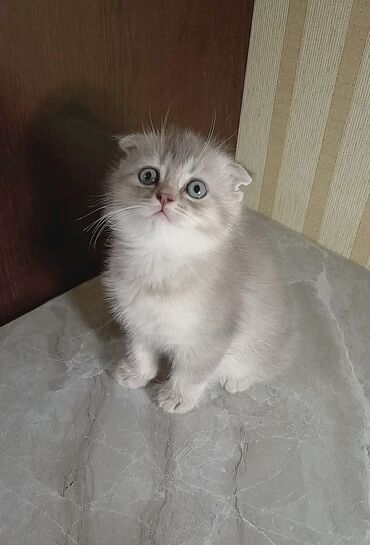 ротвейлер цена в баку: Шотладская вислоухая
