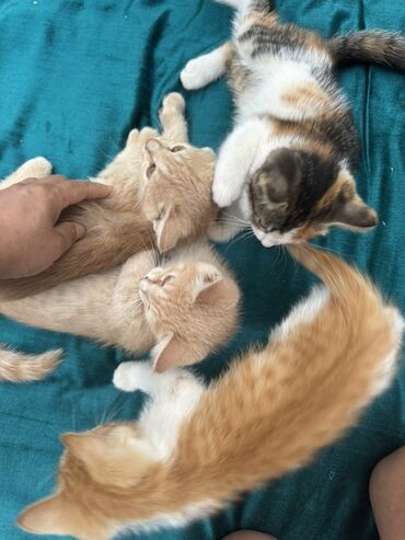 Продажа кошек: Очаровательный котенок с мягкой шерстью и любознательным взглядом — 5