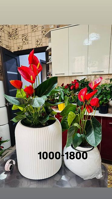 Другие комнатные растения: Комнатные цветы, цены написаны на фото — 9