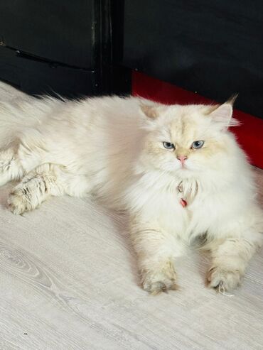 Кошки: Шиншилла, Самец, Для вязки