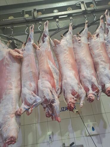 Мясо: Баранина : Лопатка, Более 10 кг — 3