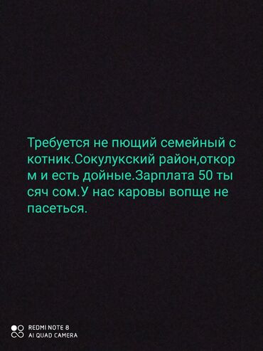 работа официантом без опыта бишкек: Требуется Скотник, Оплата Ежемесячно