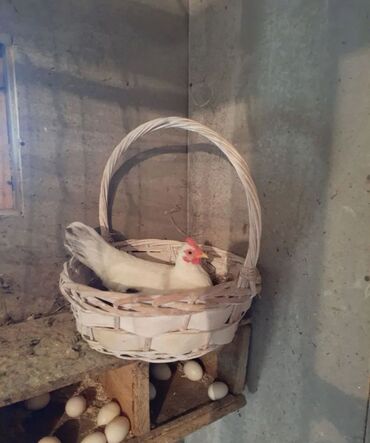 Куры, петухи: Продаю | Петух, Куры — 2