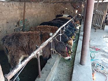 Коровы, быки: Продаю | Бык (самец) | Швицкая, Симментальская | На откорм — 12