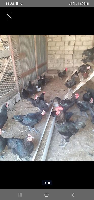 ucuz toyuq: Toyuq, Australorp, Damazlıq — 3