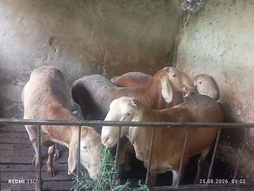 Животные: Продаю | Баран (самец) | Для разведения — 3