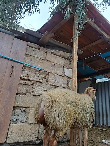ev piwikleri: Dişi, il: 8, 45 kq, Ətlik, Ödənişli çatdırılma — 2