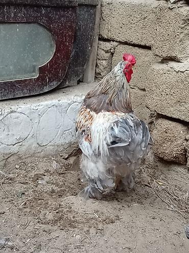 Toyuqlar: Xoruz, Brama, il: 1, Ünvandan götürmə — 2