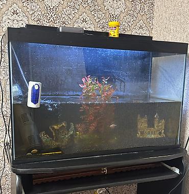 Akvarium. 70 AZN. ölçuzunluq 1metrlik içərisində bəzəkləri də