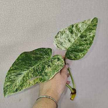 Эпипремнумы и сциндапсусы: Эпипремнум Елисейские поля вариегатный Эпипремнум Айс квин — 7