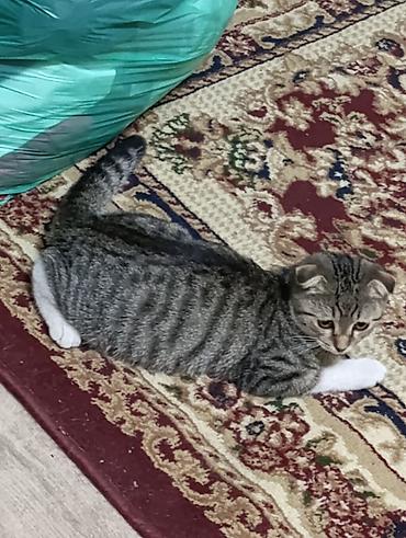 коты бишкек: Шотландский вислоухий котёнок (скоттиш-фолд), тигровый окрас табби с — 2