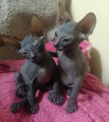 сфинкс котята купить: Котята донского сфинкса,ищут добрую и любящую семью!!!О себе: Нам два — 2