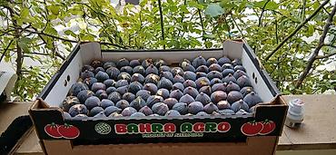ciyelek murebbesi: - Seçilmiş, eyniölçülü, şirəli və aromalı qara əncirlər. - Meyvələr — 1