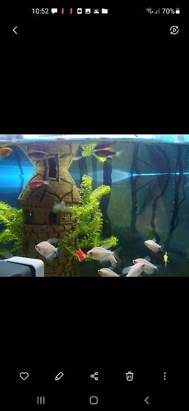 beluqa balığı: Danio, Sülhsevər — 4