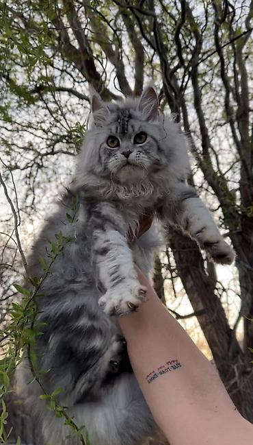 кошк: В нашем питомнике Elsonite подрастают невероятные котята Мейн Кун — — 7