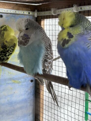 Tutuquşları: Çex və jumbo quşlar satılır Qiymətlər fərqlidir 30 azn 80 azn qədər — 12