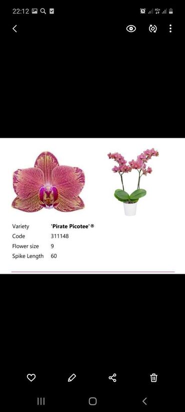 сколько стоит орхидея в бишкеке: Орхидея пират пикоти 700с