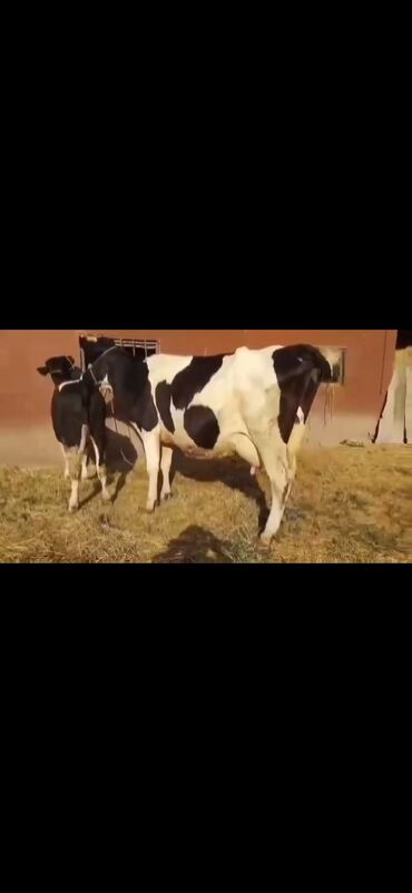 Inəklər, öküzlər: Saxanlı alaca inək və buzov dəsti. - Cins: Holştayn tipli, qara‑ağ — 9