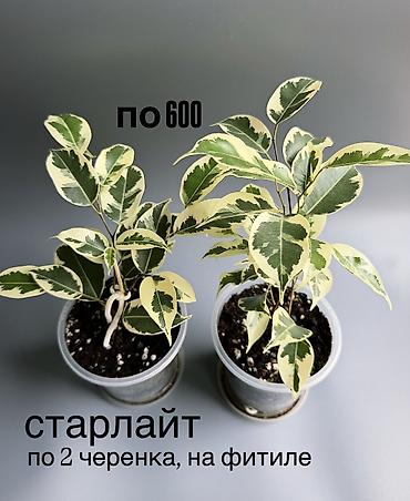 plant: 🌿 Любителям красивых фикусов посвящается! В продаже молодые сортовые — 6